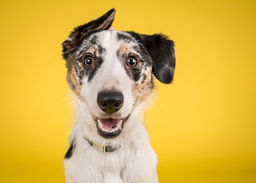 The Yellow Dog Project