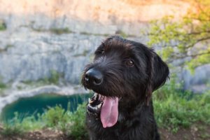 Ovatko sekarotuiset koirat puhdasrotuisia terveempiä?