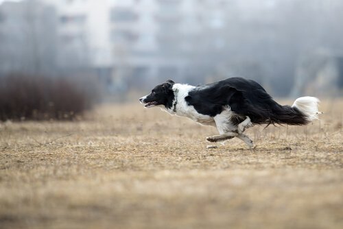 Kuinka kouluttaa bordercollie?
