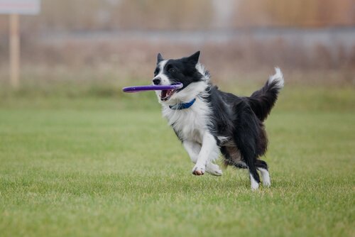 Miksi bordercollie on niin helppo kouluttaa?