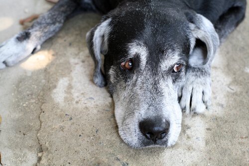 Iäkkään koiran kognitiivinen dysfunktio
