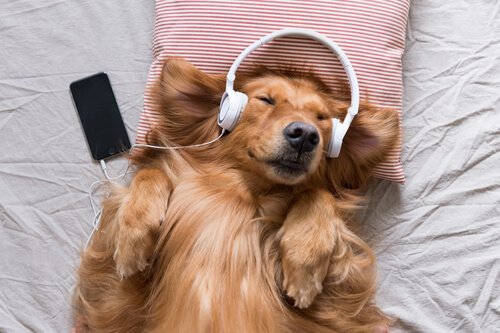 Kannattaako eläimille soittaa musiikkia?