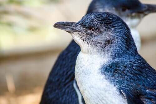 Sinipingviini on maailman pienin pingviinilaji