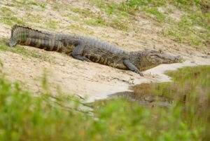 Millainen eläin on jacarenkaimaani?
