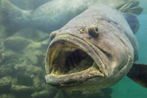 Raitameriahven on äärimmäisen uhanalainen kalalaji