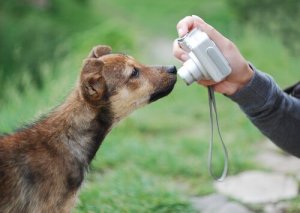 Näin otat loistavia kuvia koirasta