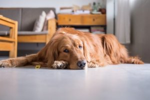 Liikunnan puute on uhka lemmikin hyvinvoinnille