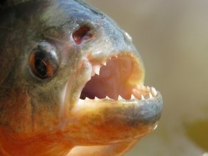 Millaisia eläimiä ovat pelätyt piraijat?