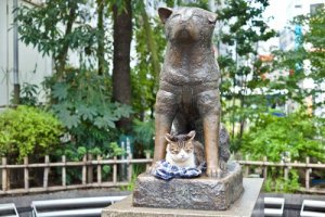 4 Hachikoa muistuttavaa uskollista koiraa