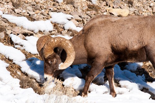 Mitkä ovat vähiten nukkuvat eläimet?
