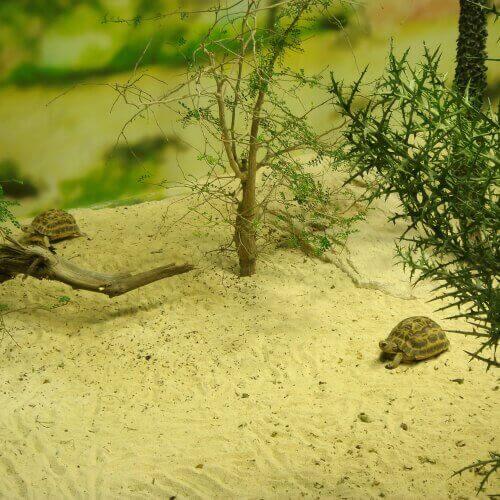 Kilpikonnan nuhan hoito