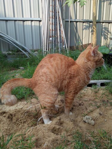 Kissan tai koiran ummetuksen hoito