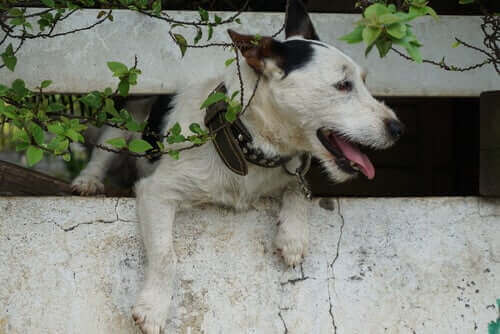 Kodittoman eläimen pelastaminen