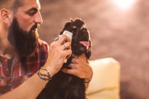 Koiran silmien puhdistus kotikonstein