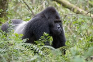 Gorillat ovat maailman suurimpia kädellisiä