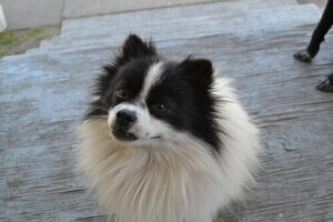 Tutkimuksen mukaan koirilla on hyvä muisti