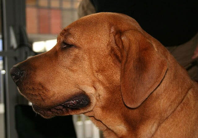 Broholminkoira on mastiffityyppinen tanskalainen koirarotu