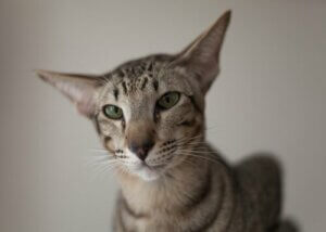 Itämainen lyhytkarva on elegantti kissa