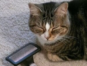 Kuinka harjata kissa?