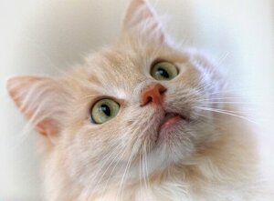 Kissan naksutinkoulutus