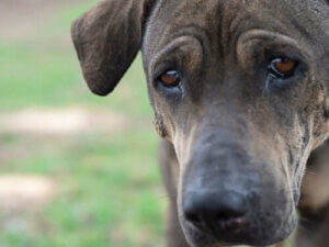 Mitä tarkoittaa, kun koira itkee?