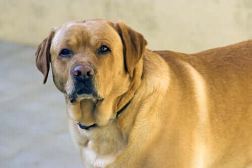 Kurkuma auttaa koiran ylipainon ehkäisyssä