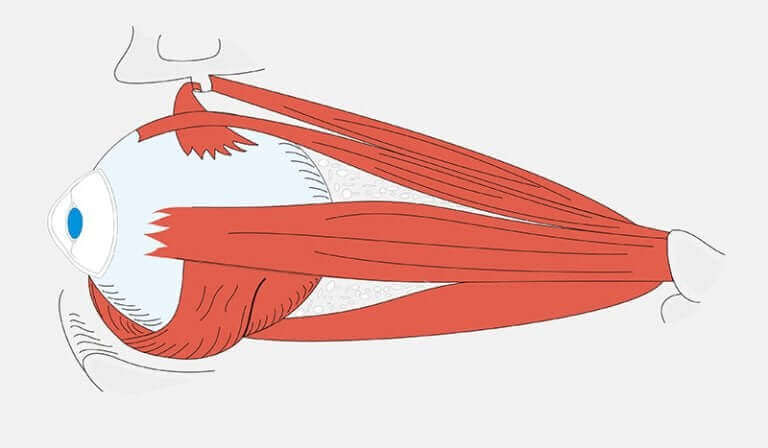 Mistä koiran kierosilmäisyys johtuu?