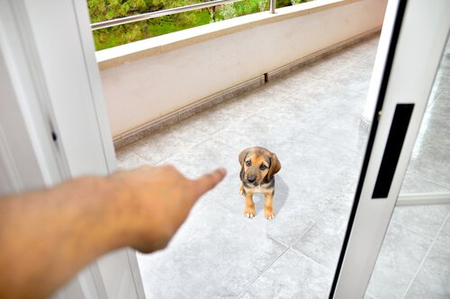 Kuinka saat koirasi kunnioittamaan itseäsi?