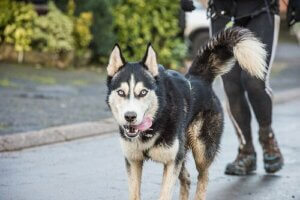 Koira auttaa parantamaan omistajan terveyttä