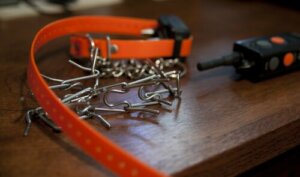 Kuristuspanta on vaaraksi koiran terveydelle