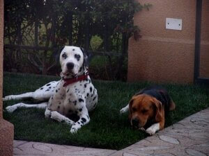 Kuinka pitää kirput poissa kodista 8 helpon vinkin avulla