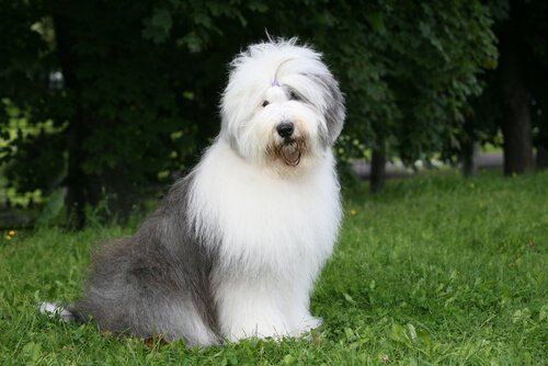 7 eläimille omistettua kappaletta