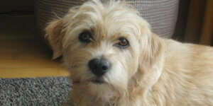 Millainen eläin on hollanninrottakoira?