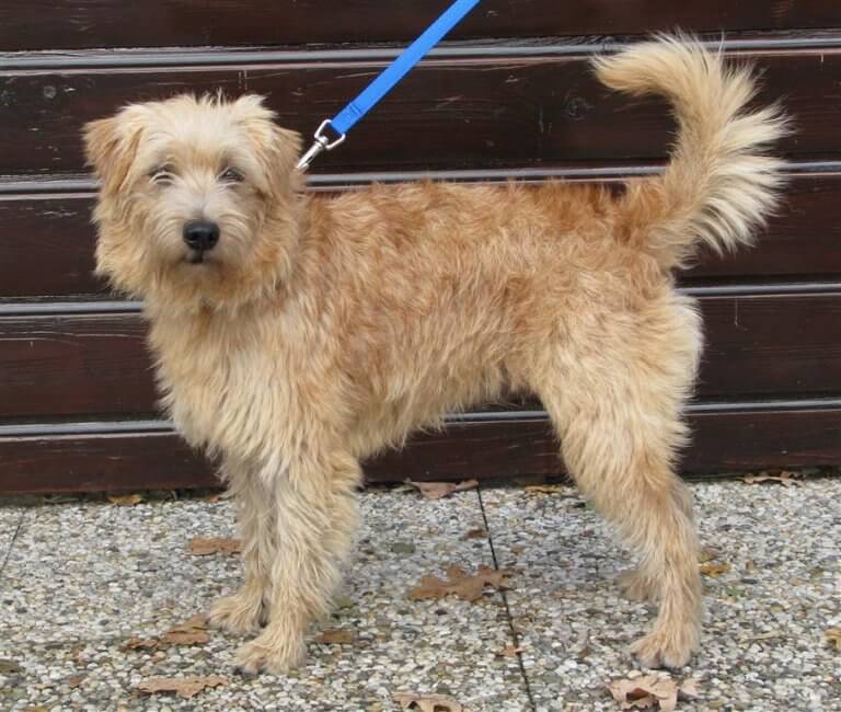 Millainen eläin on hollanninrottakoira?