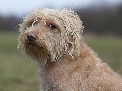 Millainen eläin on hollanninrottakoira?