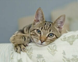 Miten kissan kynnet toimivat ja miksi kissa raapii pintoja?