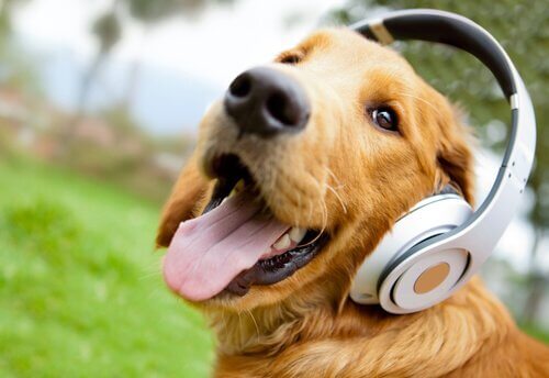 Relax My Dog -kanava apuna koiran rauhoittamisessa