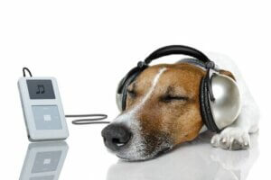 Relax My Dog -kanava apuna koiran rauhoittamisessa