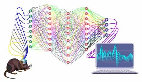 Tuntevatko rotat empatiaa?
