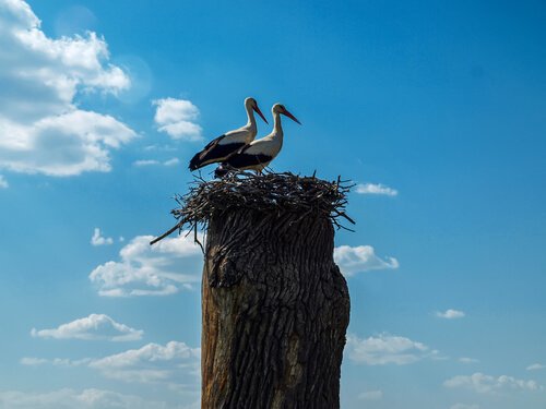 Klepetan ja Malena - kahden linnun rakkaustarina