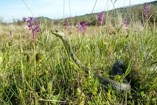 Kuinka toimia, jos pihasta löytyy käärme?