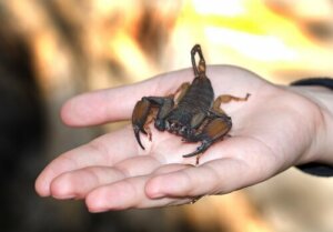 Kuinka toimia, jos skorpioni pistää?