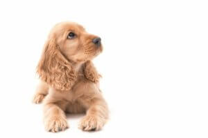 Koiranpennun peruskoulutus