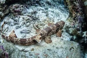 Kävelevät hait ihmetyttävät ja ihastuttavat