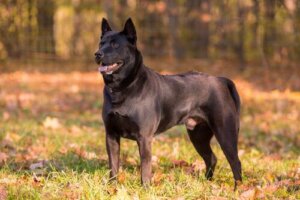 Millainen rotu on thai ridgeback?