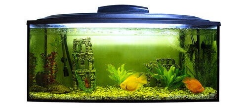 pH-arvon tärkeys akvaariossa