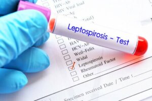 Leptospiroosi lemmikillä