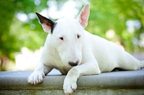 Bullterrieri
