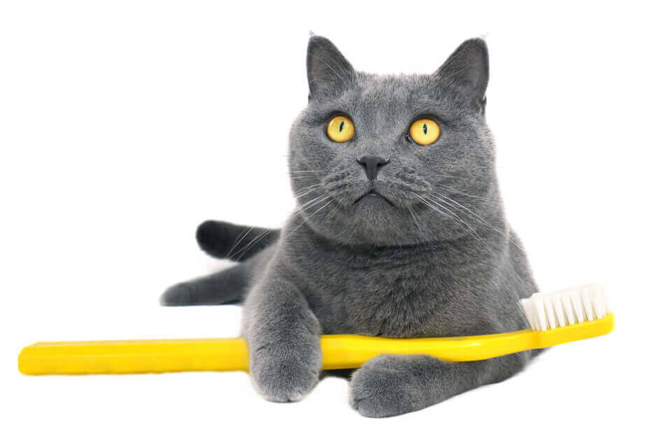 Kissan hampaista huolehtiminen