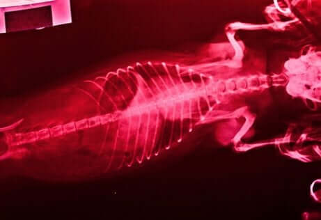 Amerikkalainen sydänmato koiralla